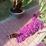 Budlejowy Holiday home Kolczewo