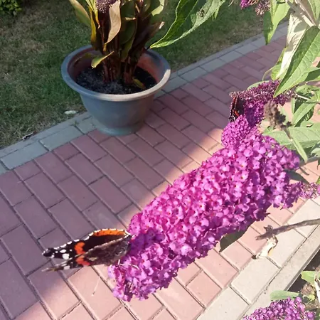 Budlejowy Feriehus Kołczewo