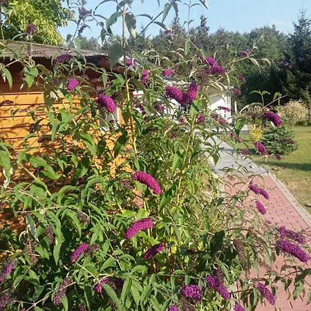Budlejowy