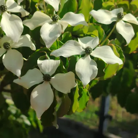 度假居 Budlejowy Kołczewo