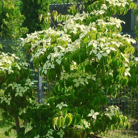 Budlejowy 度假居 Kołczewo