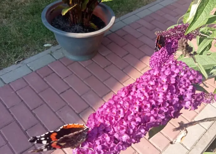 Budlejowy Tatil Evi Kołczewo